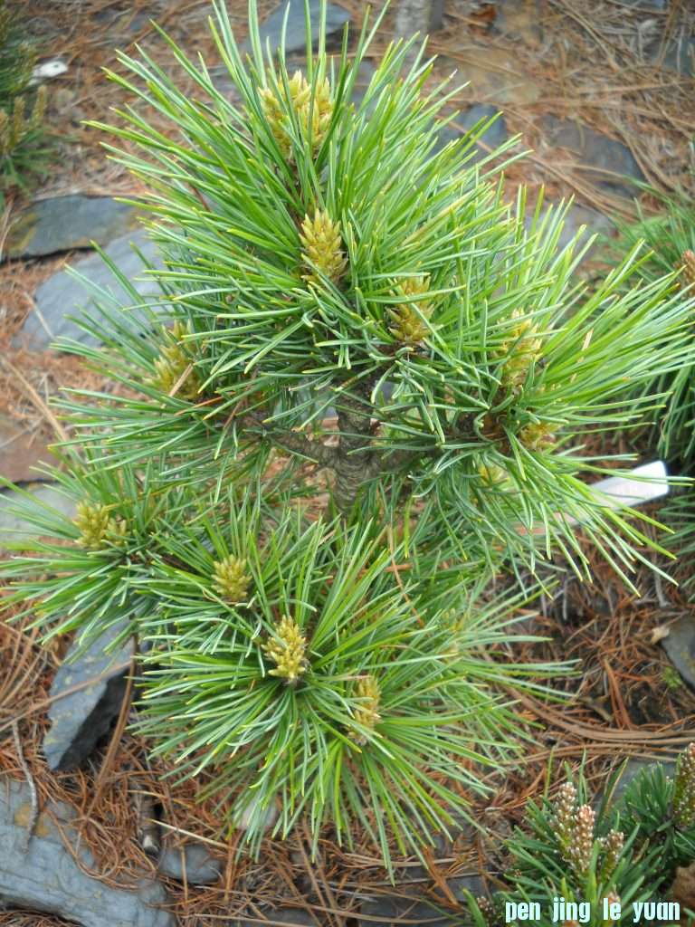 Pinus cembra \\\\\\'Clejson\\\\\\' DSCN4368.jpg