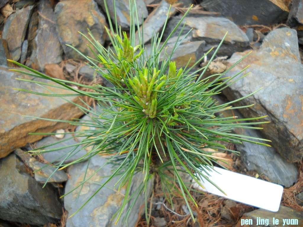 Pinus cembra \\\\\\'Fodara\\\\\\' DSCN4730.jpg