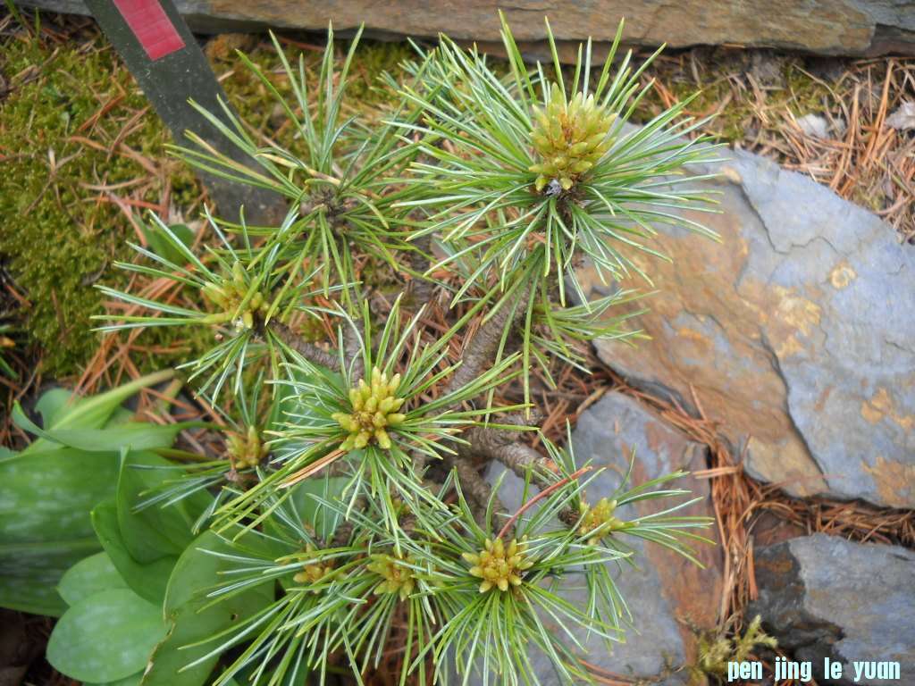 Pinus cembra \\\\\\'Niederalm\\\\\\' DSCN4719.jpg