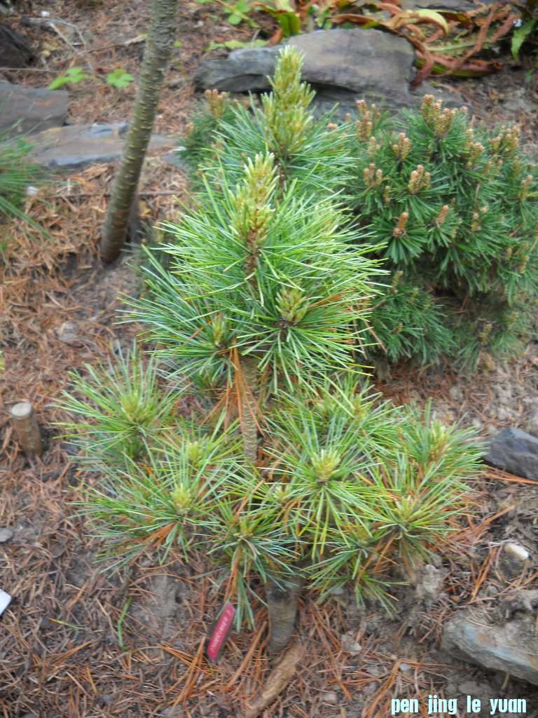 Pinus cembra \\\\\\'Stoderzinken 7\\\\\\' DSCN4721.jpg