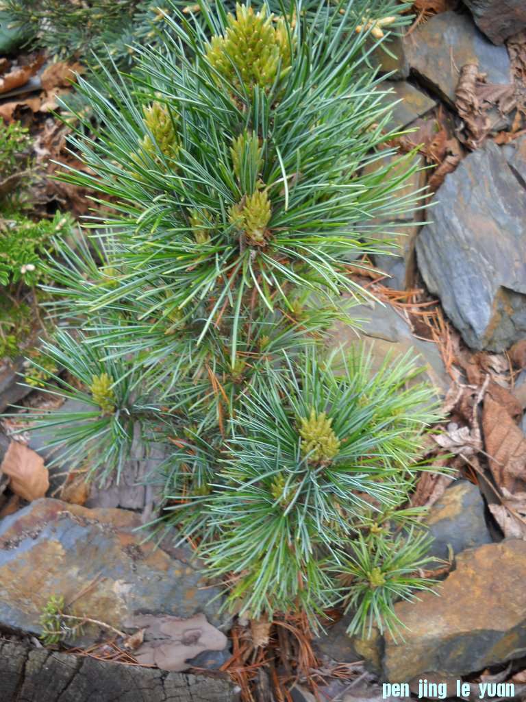 Pinus cembra \\\\\\'Stoderzinken 8\\\\\\' DSCN4717.jpg