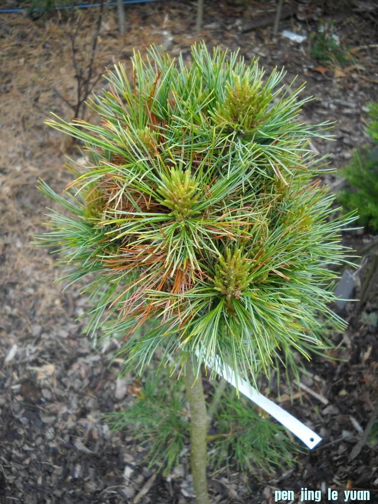 Pinus cembra \\\\\\'Villa Rondo\\\\\\' DSCN4671.jpg