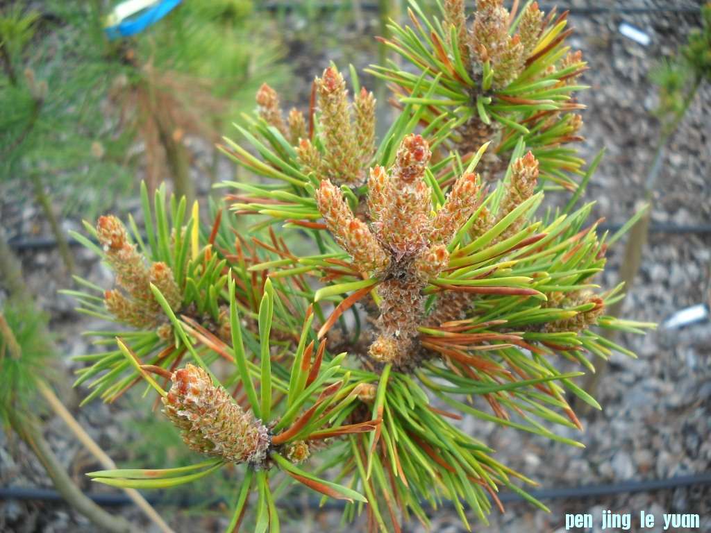 Pinus contorta \\\\\\'Sevcik\\\\\\' DSCN4283.jpg