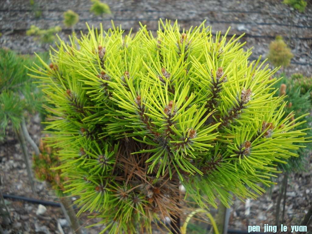 Pinus densiflora \\\\\\'Meylan Compact\\\\\\' DSCN4573.jpg