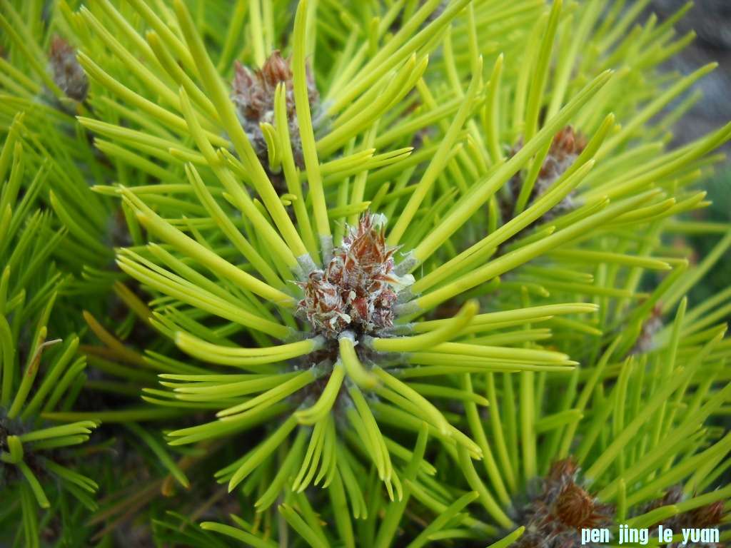 Pinus densiflora \\\\\\'Meylan Compact\\\\\\' DSCN4574.jpg
