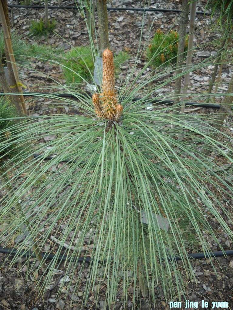 Pinus engelmannii x ponderosa DSCN4610.jpg