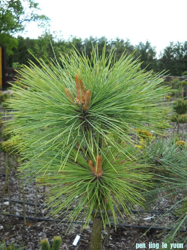 Pinus jeffreyi \\\\\\'Mt_ Shasta Sevcik\\\\\\' DSCN4289.jpg