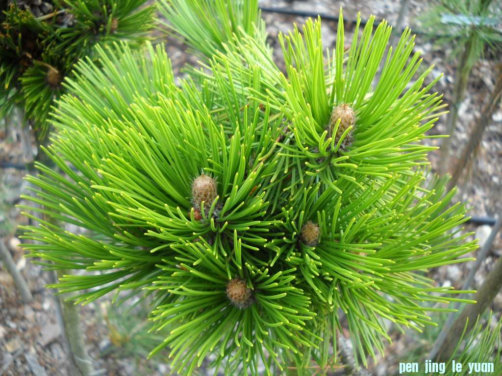 Pinus leucodermis \\\\\\'Pirin # 3\\\\\\' DSCN4561.jpg
