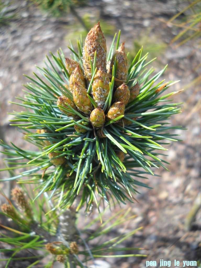 Pinus longaeva \\\\\\'Horstmann\\\\\\' DSCN4771.jpg