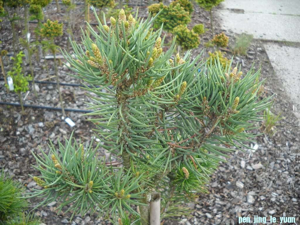 Pinus monophylla \\\\\\'# 1\\\\\\' DSCN4278.jpg