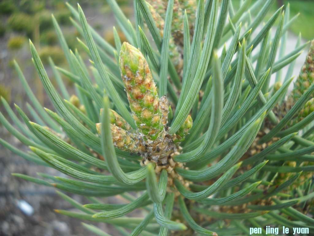 Pinus monophylla \\\\\\'# 1\\\\\\' DSCN4279.jpg
