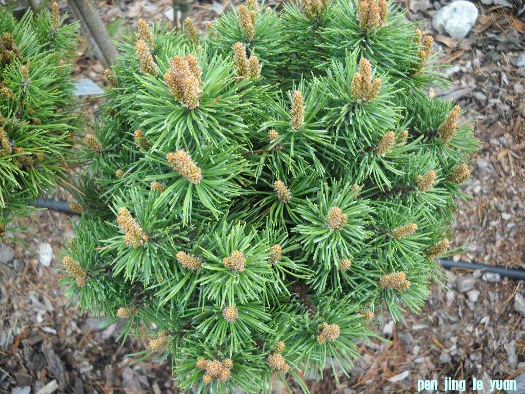 Pinus mugo \\\\\\'Kiril\\\\\\' Slama DSCN4585.jpg