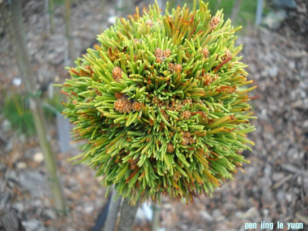 Pinus mugo \\\\\\'Maiknig\\\\\\' DSCN4557.jpg