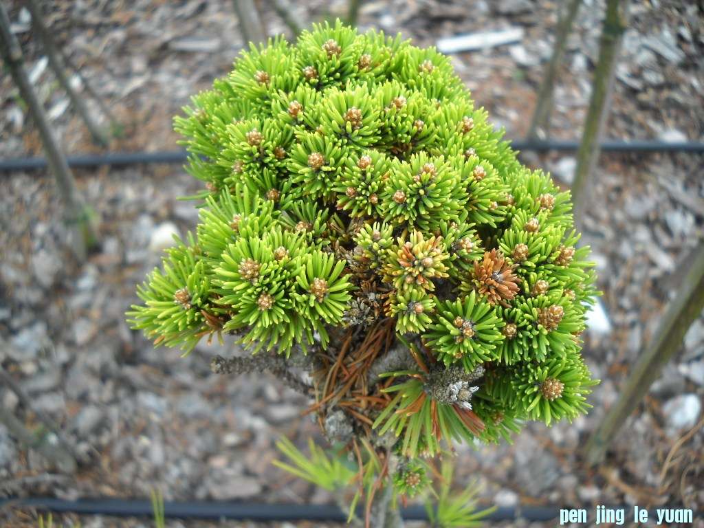 Pinus mugo \\\\\\'Michl\\\\\\' DSCN4571.jpg
