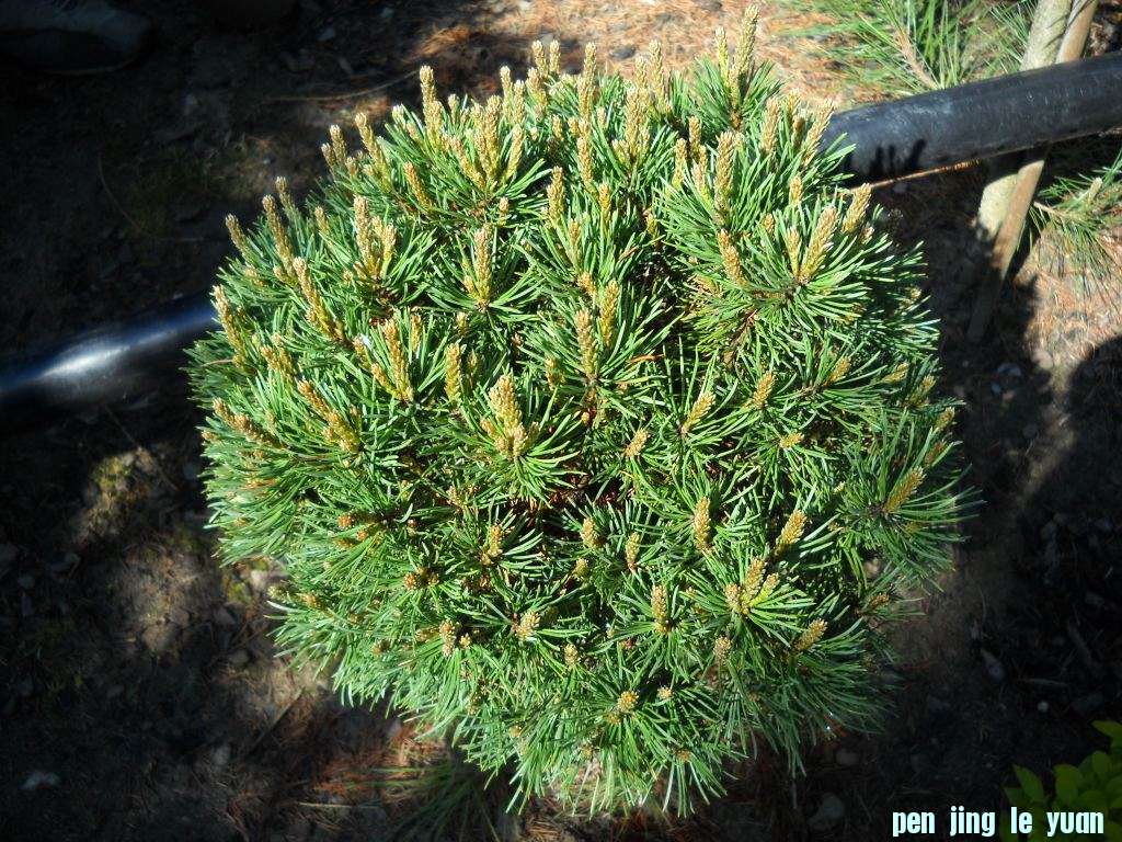 Pinus mugo \\\\\\'Naturacentrum\\\\\\' DSCN4115.jpg
