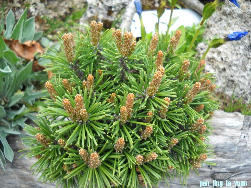 Pinus mugo \\\\\\'Rosenhuf\\\\\\' DSCN4675.jpg