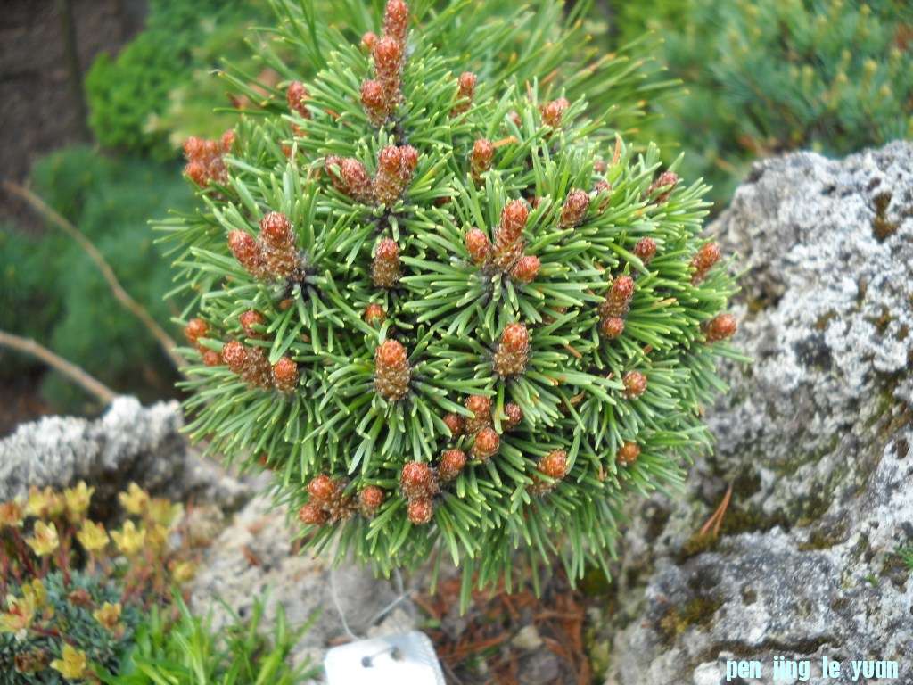 Pinus mugo \\\\\\'Schoberg\\\\\\' DSCN4677.jpg