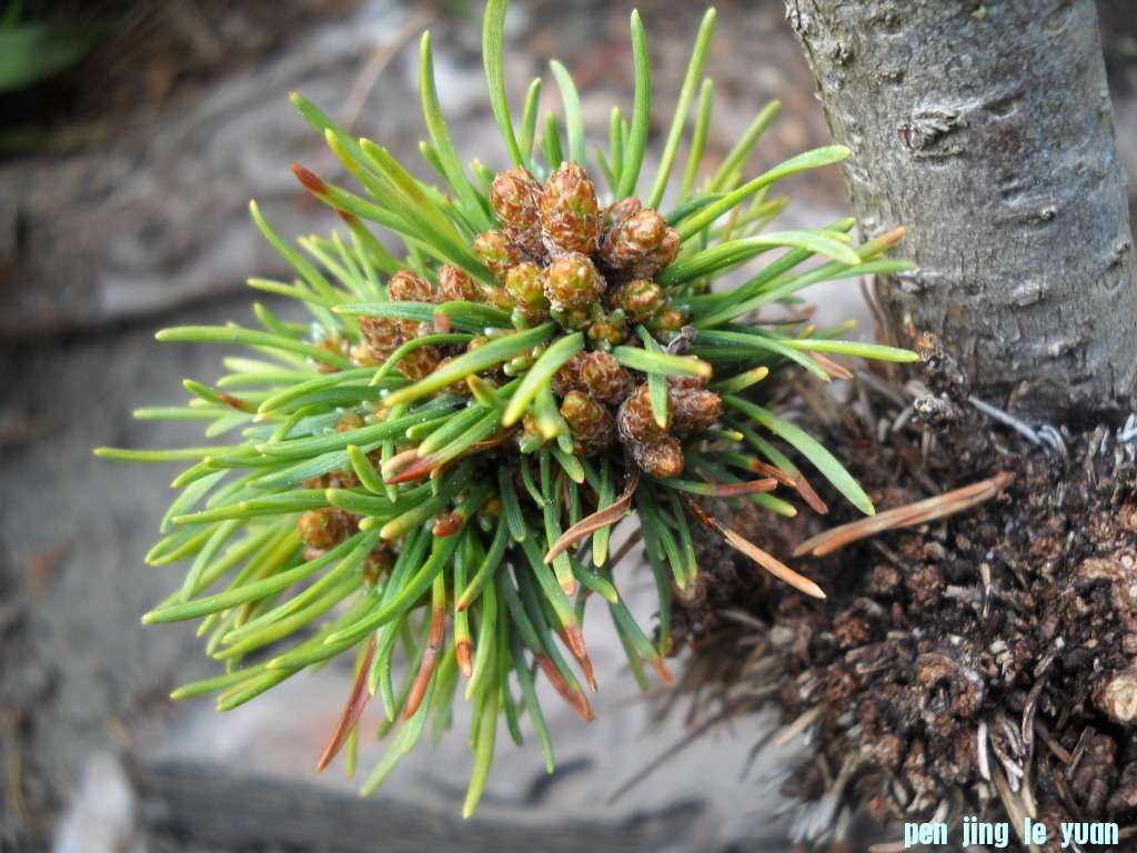 Pinus mugo \\\\\\'Veverka\\\\\\' DSCN4708.jpg