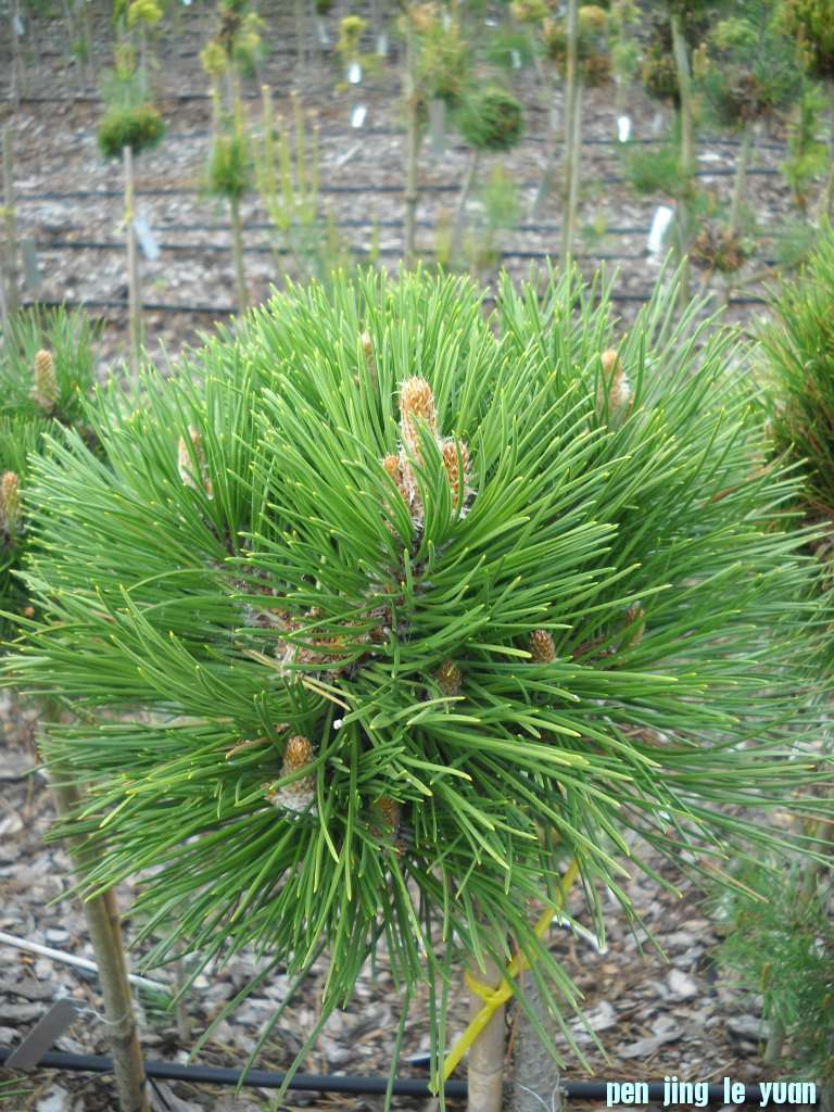 Pinus nigra \\\\\\'Bila Lhota\\\\\\' DSCN4612.jpg