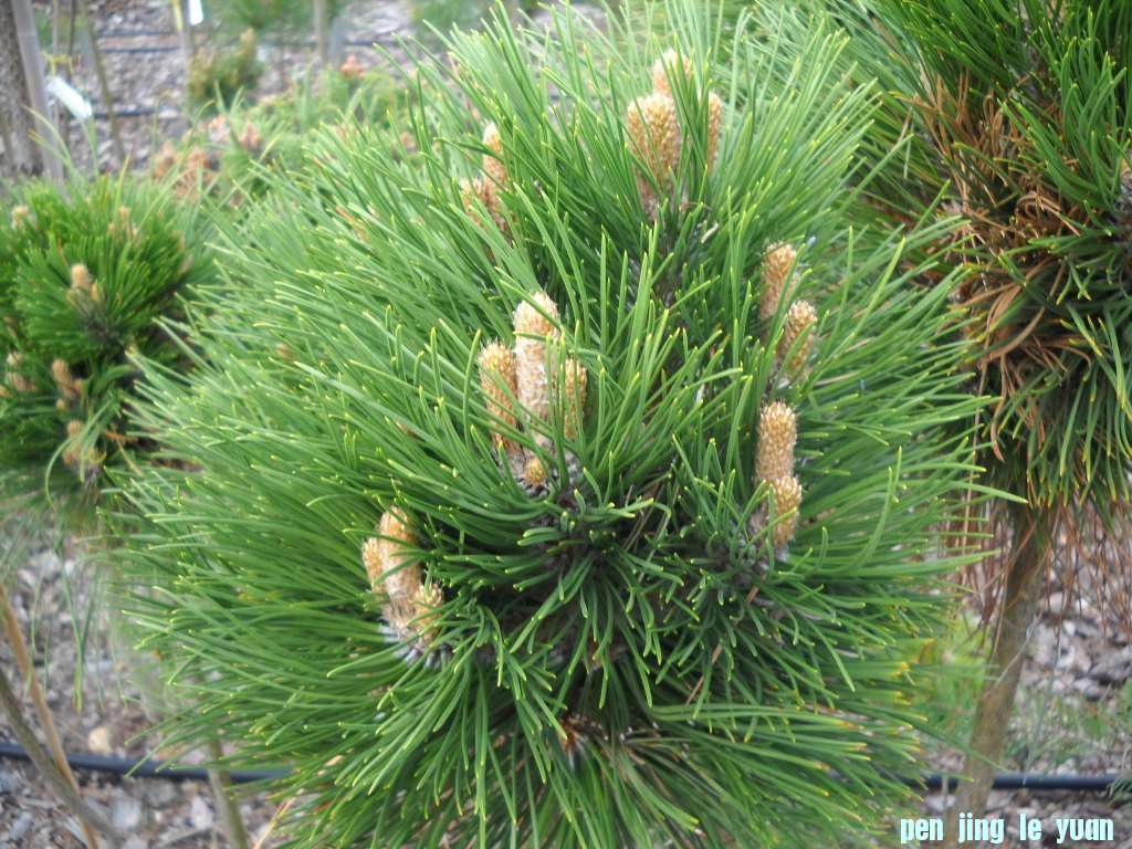 Pinus nigra \\\\\\'Cebennensis Nana\\\\\\' DSCN4608.jpg