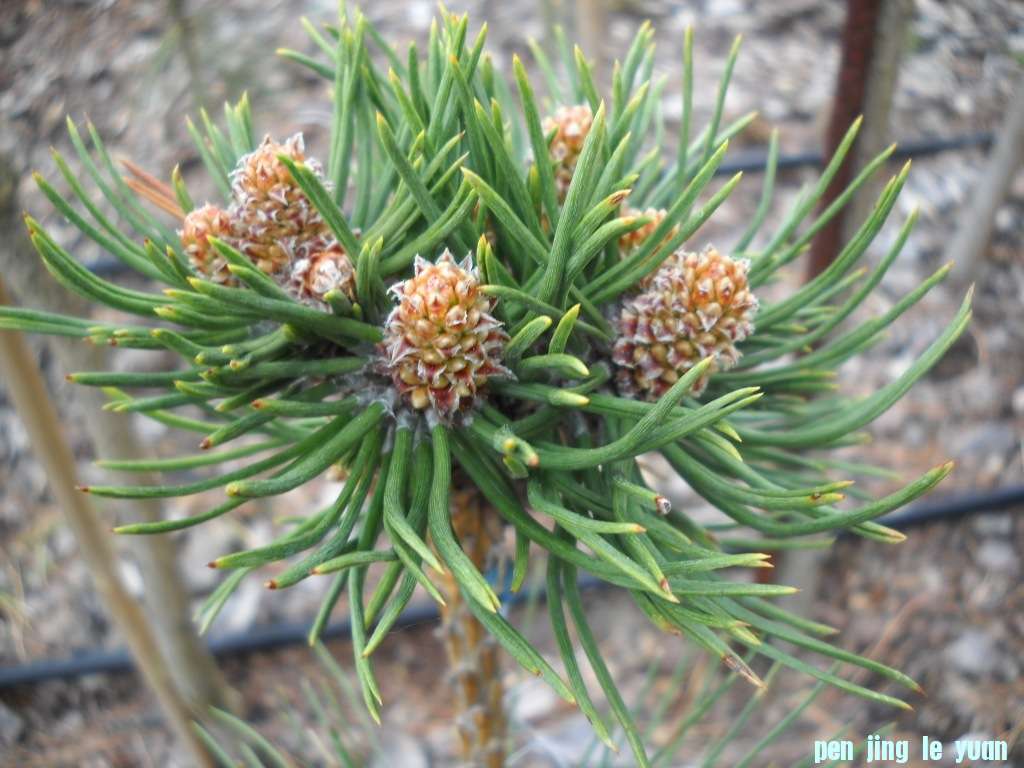 Pinus nigra \\\\\\'Hornibrookiana Compacta\\\\\\' DSCN4618.jpg