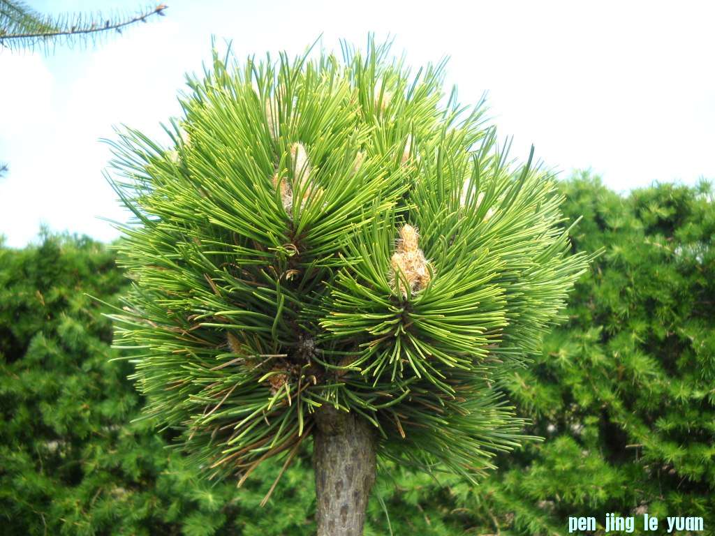Pinus nigra \\\\\\'Hubert\\\\\\' DSCN4661.jpg