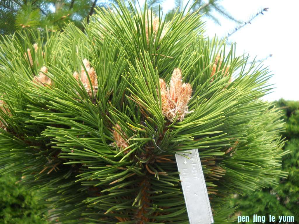 Pinus nigra \\\\\\'Mileny\\\\\\' DSCN4663.jpg