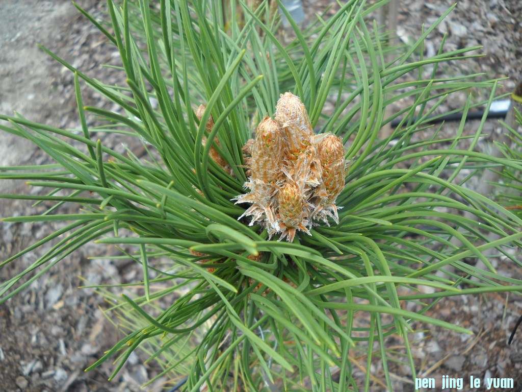 Pinus nigra \\\\\\'Moran\\\\\\' DSCN4596.jpg