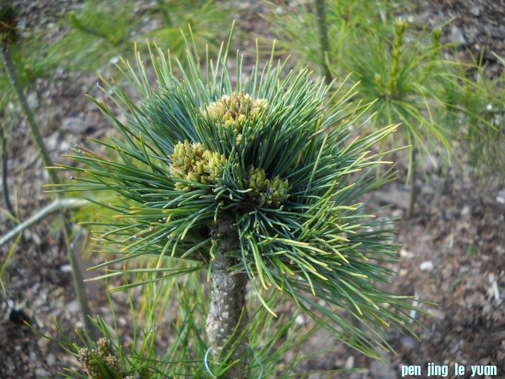 Pinus peuce \\\\\\'Daniel\\\\\\' DSCN4773.jpg