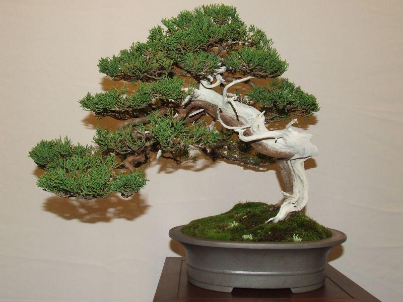 Noelanders Trophy IX 2008 (15).jpg