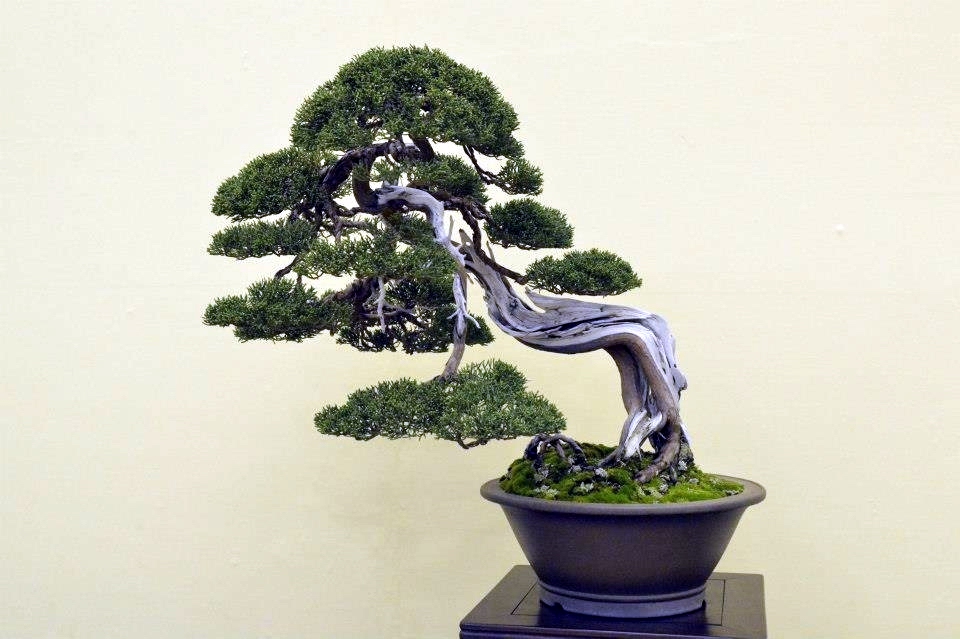 Taikan Ten 2012 027.jpg