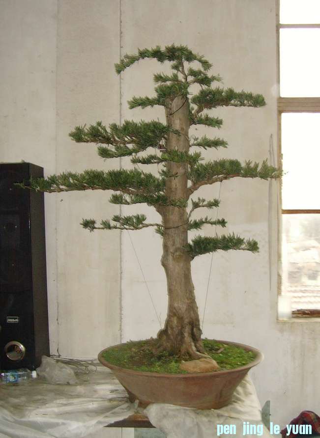 SNV39394.JPG