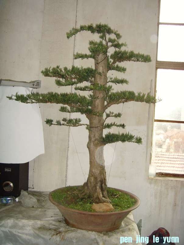 SNV39396.JPG