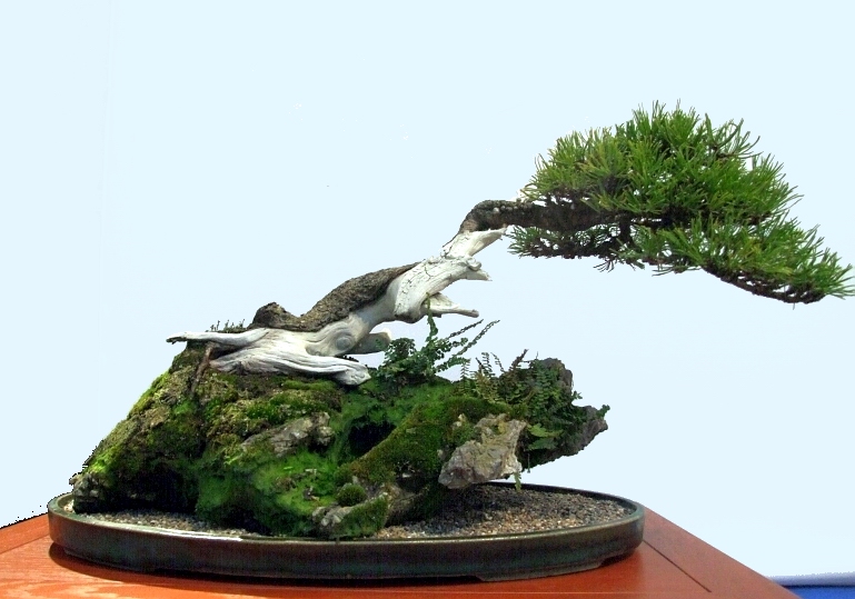 Noelanders Trophy XIII 2012 64b.jpg