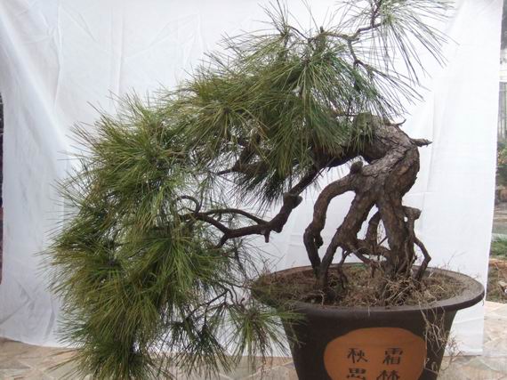С DSCF8060.JPG