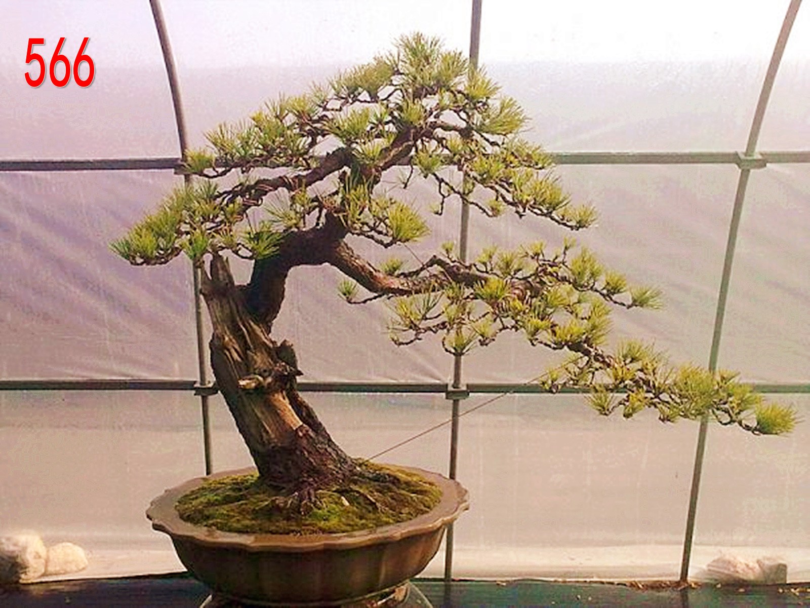 黳     82105.jpg
