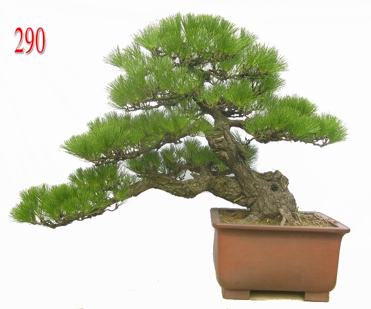    80CM.jpg