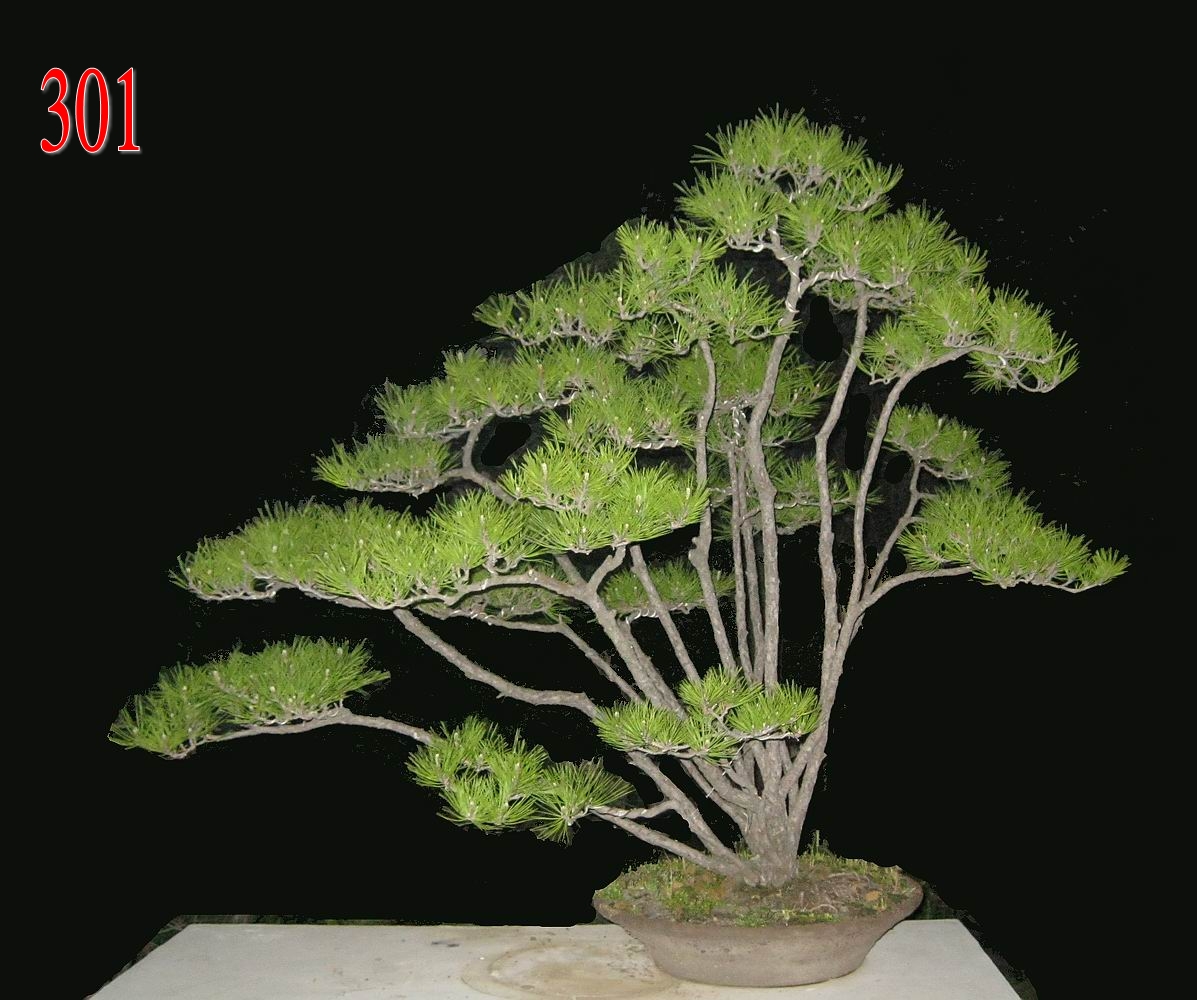      辰120CM.jpg