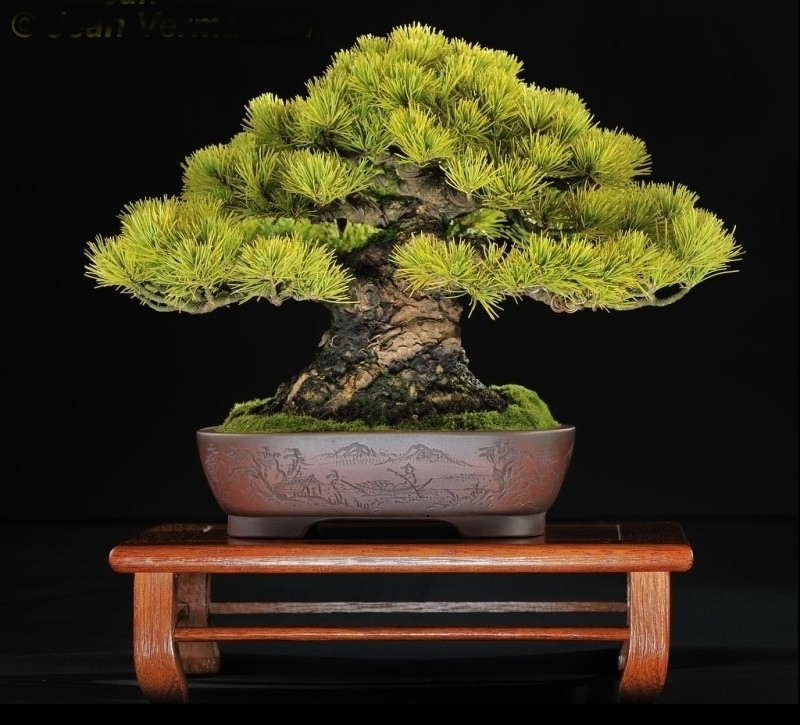 Bonsai van de maand Pinus parviflora Jean Vermaeren.jpg