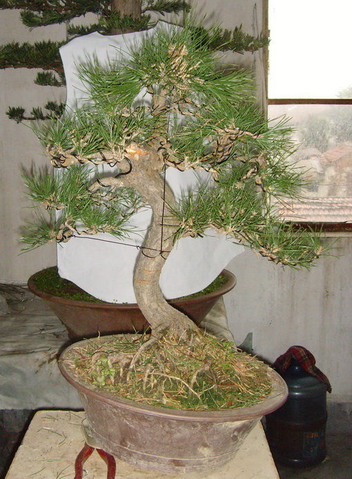 SNV39400.JPG