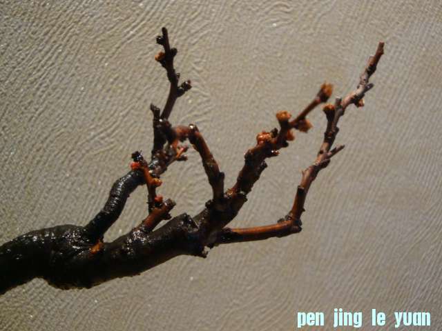 DSC01600.JPG