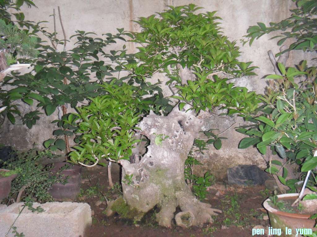 SDC14646.JPG