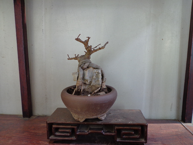 DSC00087.JPG
