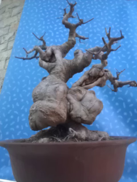IMAG0745.jpg