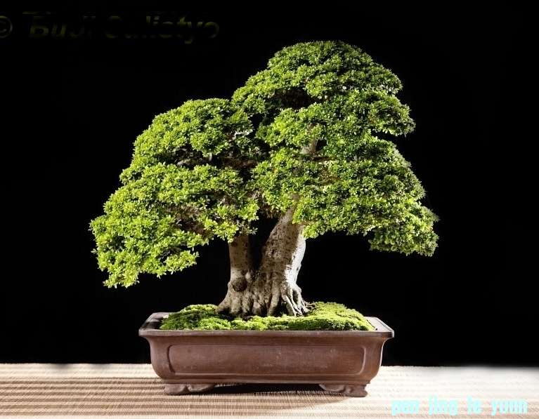 Neea buxifolia Budi Sulistyo.jpg