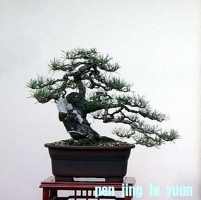 Bonsai van de maand april 2012 Pinus sylvestris Dirk Hoorelbeke.jpg