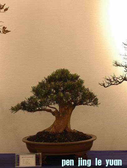 ������С DSC_0491.JPG