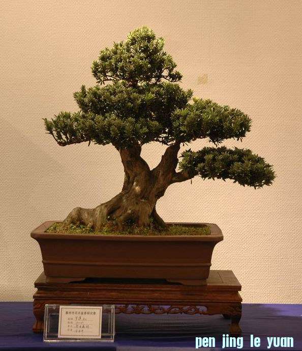 ������С DSC_0384.JPG