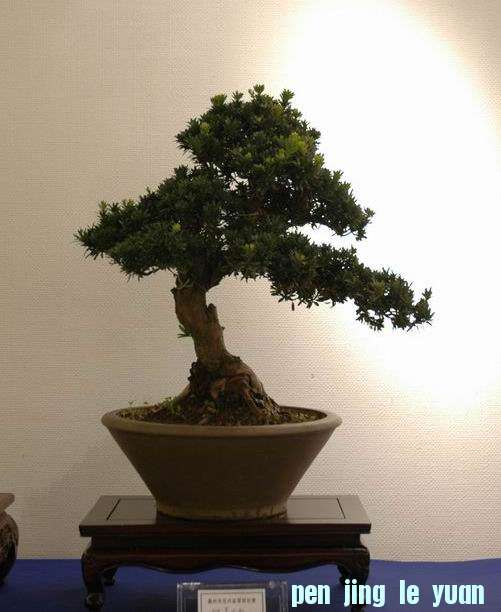 ������С DSC_0401.JPG