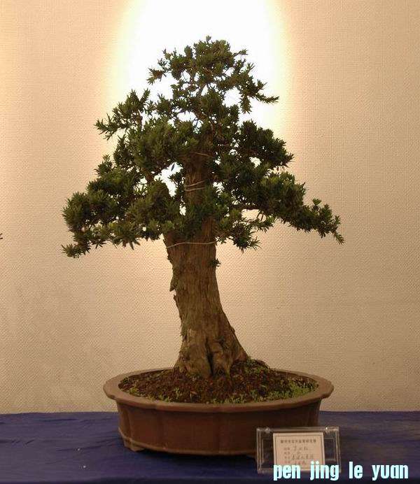 ������С DSC_0413.JPG